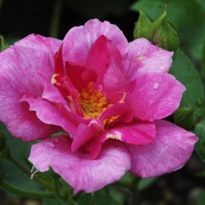 BLUE PETER (miniature)